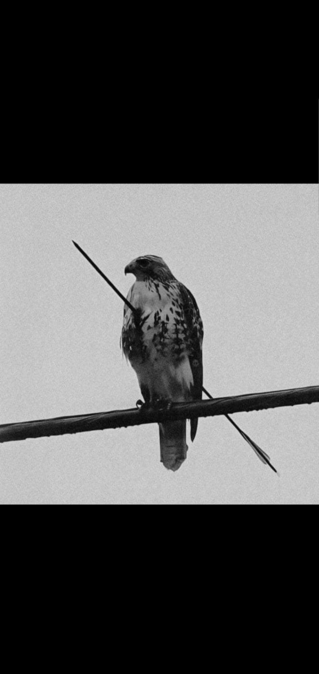 Hurt bird